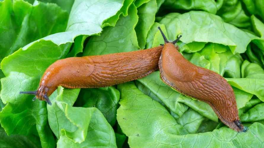 Как поливать огород, чтобы избежать нашествия слизней? 2 главных правила