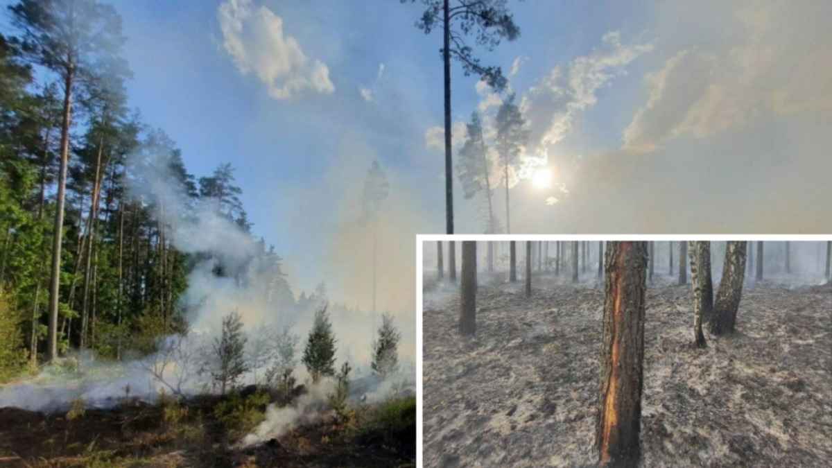 В Минлесхозе показали последствия сухой грозы. Что это такое?