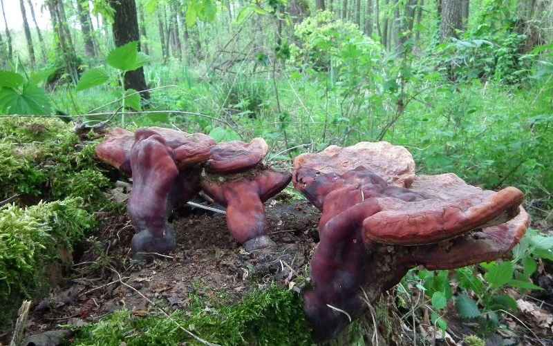Лакированный трутовик в Столинском районе