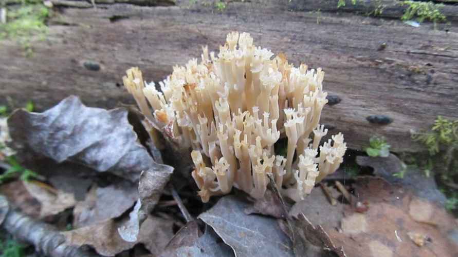 Клавикорона крыничковидная