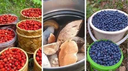 В Беларуси пошли грибы, черника и земляника. Где растут и сколько можно собрать?
