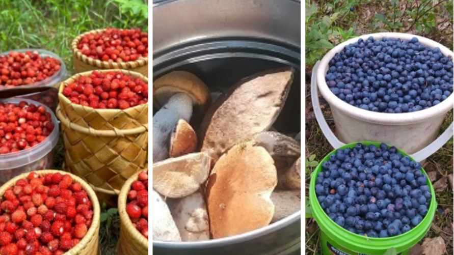 В Беларуси пошли грибы, черника и земляника. Где растут и сколько можно собрать?
