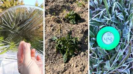 «Картошка замерзла» — Белорусы поделились фотографиями последствий заморозков