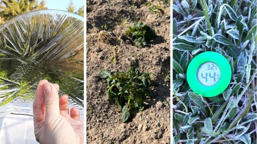 «Картошка замерзла» — Белорусы поделились фотографиями последствий заморозков