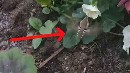 В Минске над цветочными клумбами заметили «белорусских колибри». Что за существа?