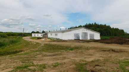 Под Оршей бык убил животновода