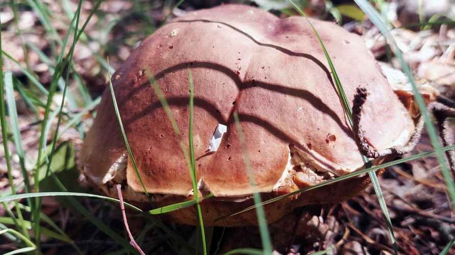 Фото: vk.com/gribnievoiskabelarus