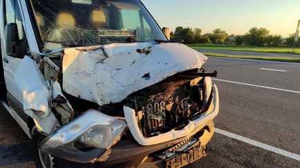 Кабан и лось устроили ДТП под Гродно. Почему звери все чаще выходят на дороги?