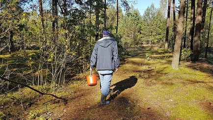 В МВД призвали белорусских грибников научиться пользоваться одной функцией в мессенджерах. Какой?