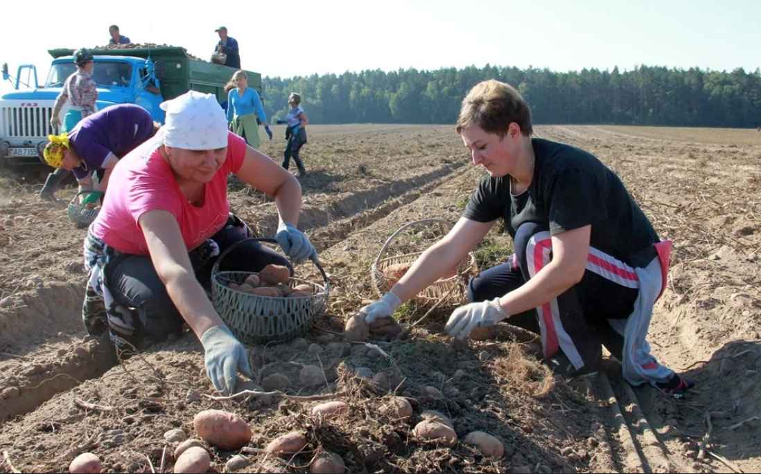 Синоптики предупредили белорусов о необходимости дополнительной обработки картошки. От чего?