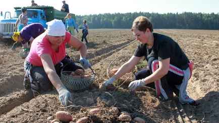 Синоптики предупредили белорусов о необходимости дополнительной обработки картошки. От чего?