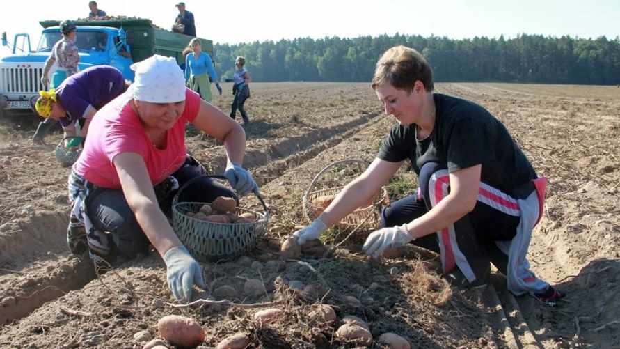 Синоптики предупредили белорусов о необходимости дополнительной обработки картошки. От чего?