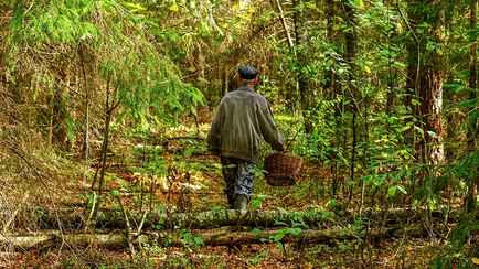 «Если вы почувствовали запах приправы…» — Эксперты рассказали, как избежать главной опасности в лесу