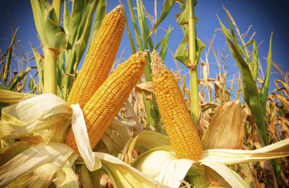 Можно ли есть кукурузу с полей? Специалисты рассказали, чем кормовая отличается от сладкой