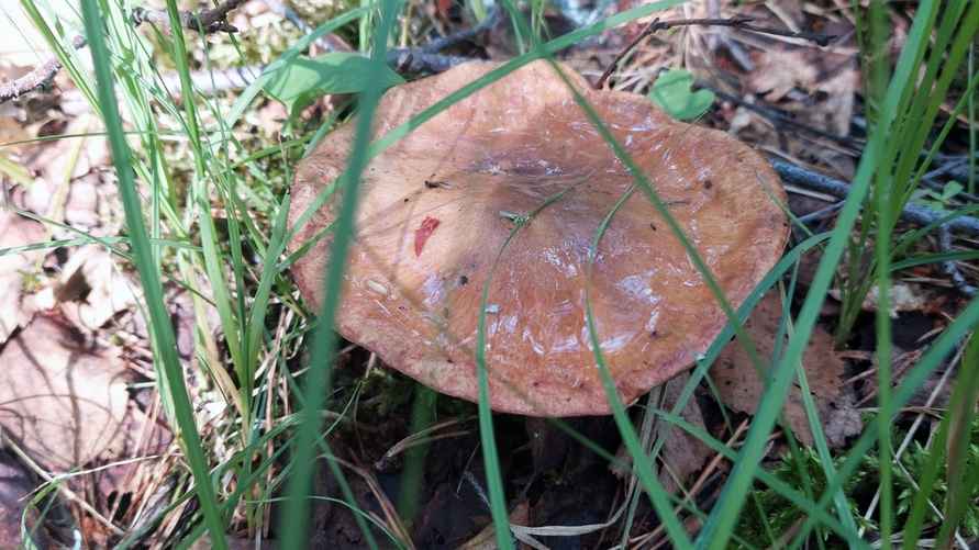 Фото: vk.com/gribnievoiskabelarus