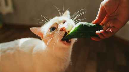 Что делать с горькими огурцами? Есть способ превратить их во вкусные и полезные