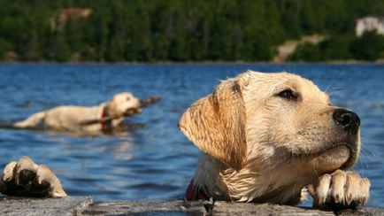 Можно ли белорусам купаться на пляже с собаками? В милиции рассказали, кому грозит штраф до 1110 рублей