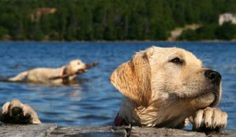 Можно ли белорусам купаться на пляже с собаками? В милиции рассказали, кому грозит штраф до 1110 рублей