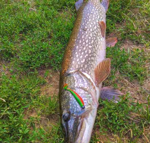 Фото с сайта newgrodno.by