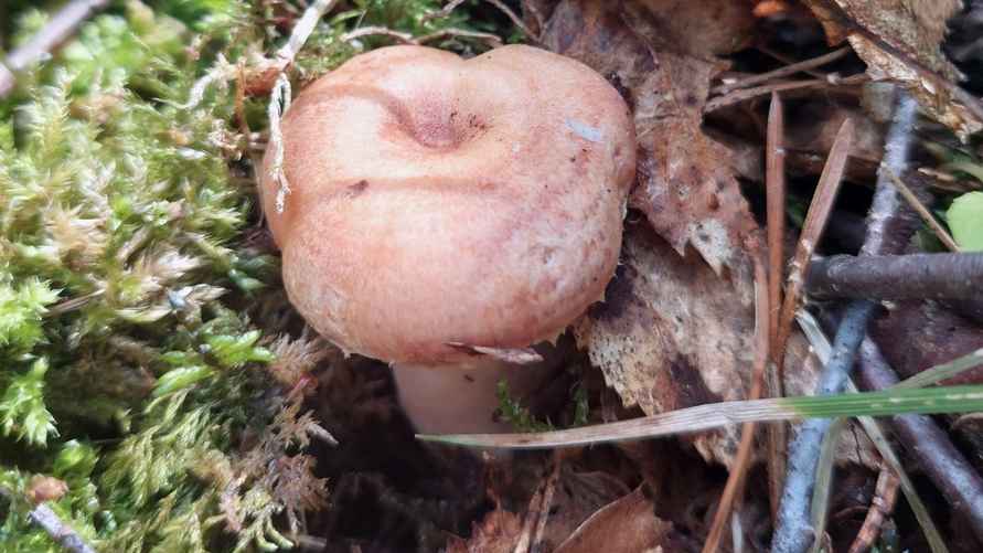 Фото: vk.com/gribnievoiskabelarus