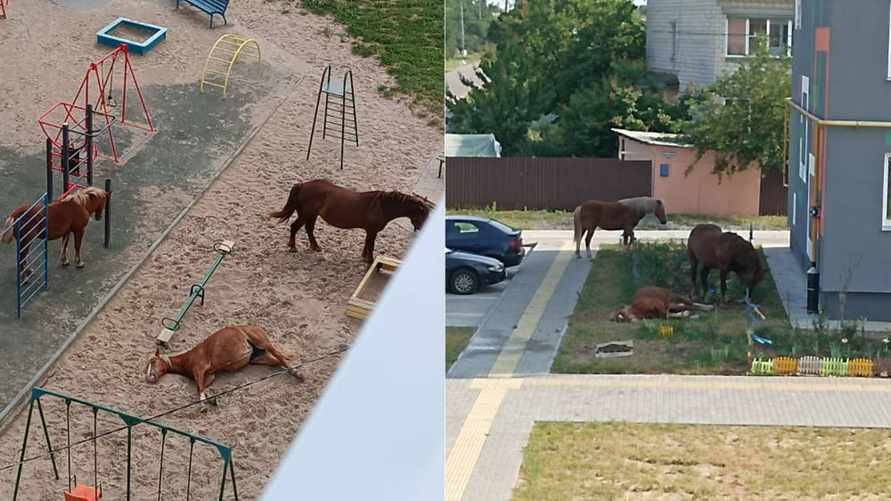 Фото: progomel.by