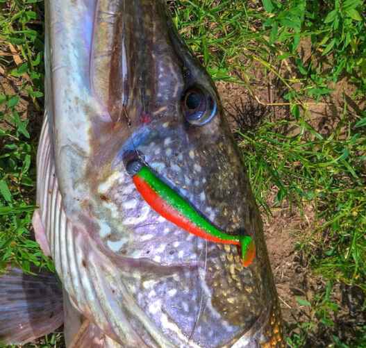 Фото с сайта newgrodno.by