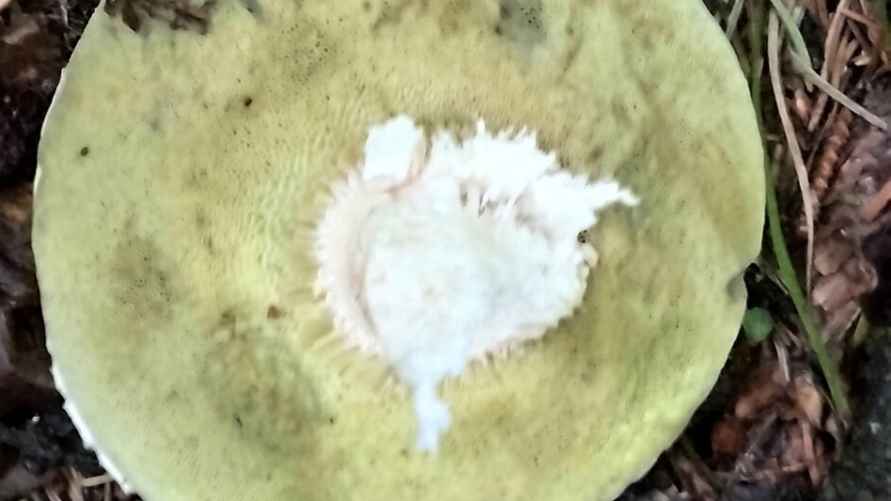 Фото: vk.com/gribnievoiskabelarus