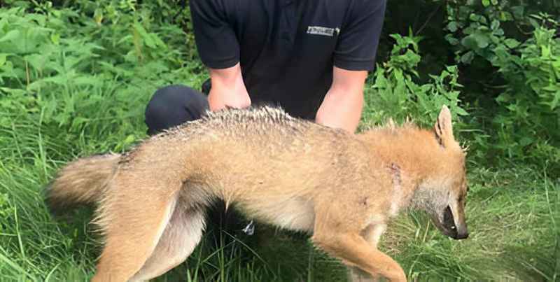 Фото с сайта palese.by