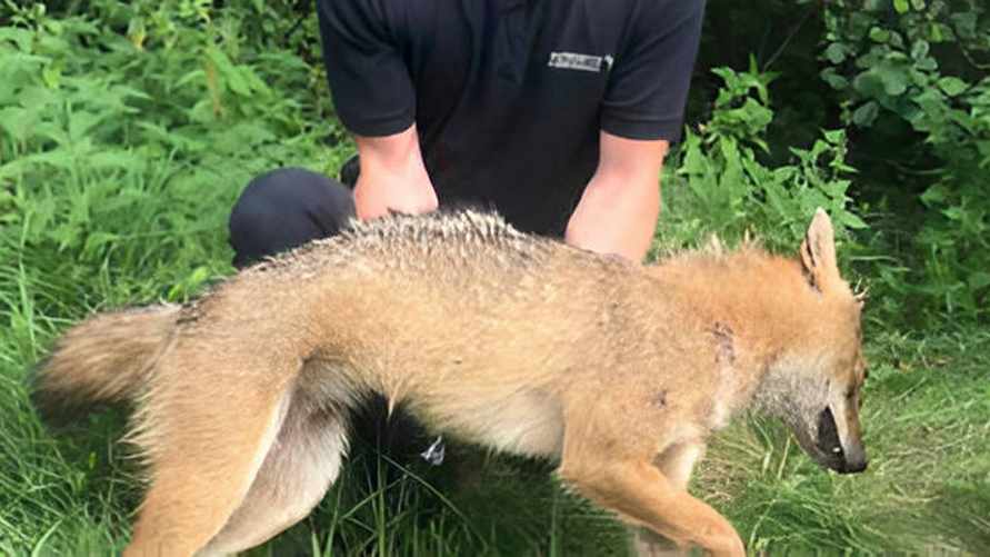 Фото с сайта palese.by