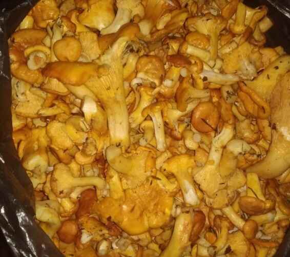 Фото: vk.com/gribnievoiskabelarus