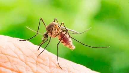 Достали комары? Вот пять запахов, которые их отпугнут