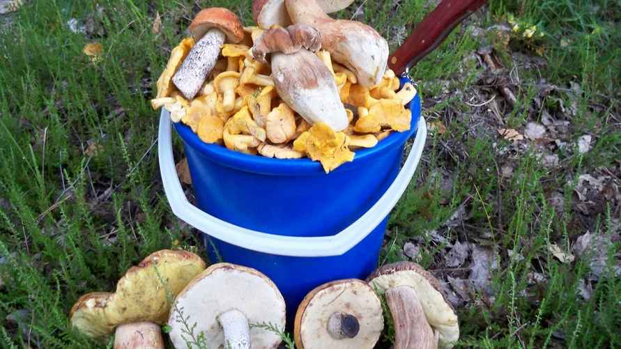 Фото: vk.com/gribnievoiskabelarus