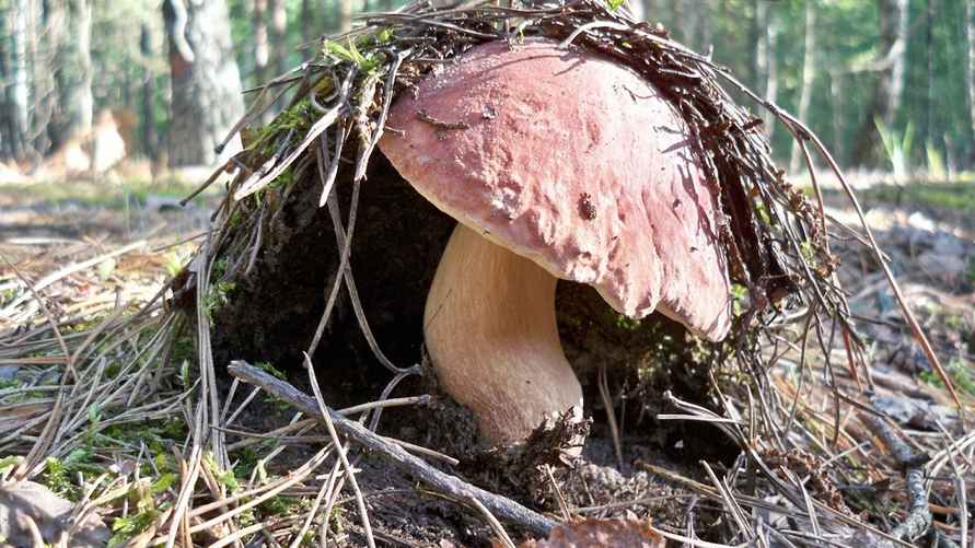 Фото: vk.com/gribnievoiskabelarus