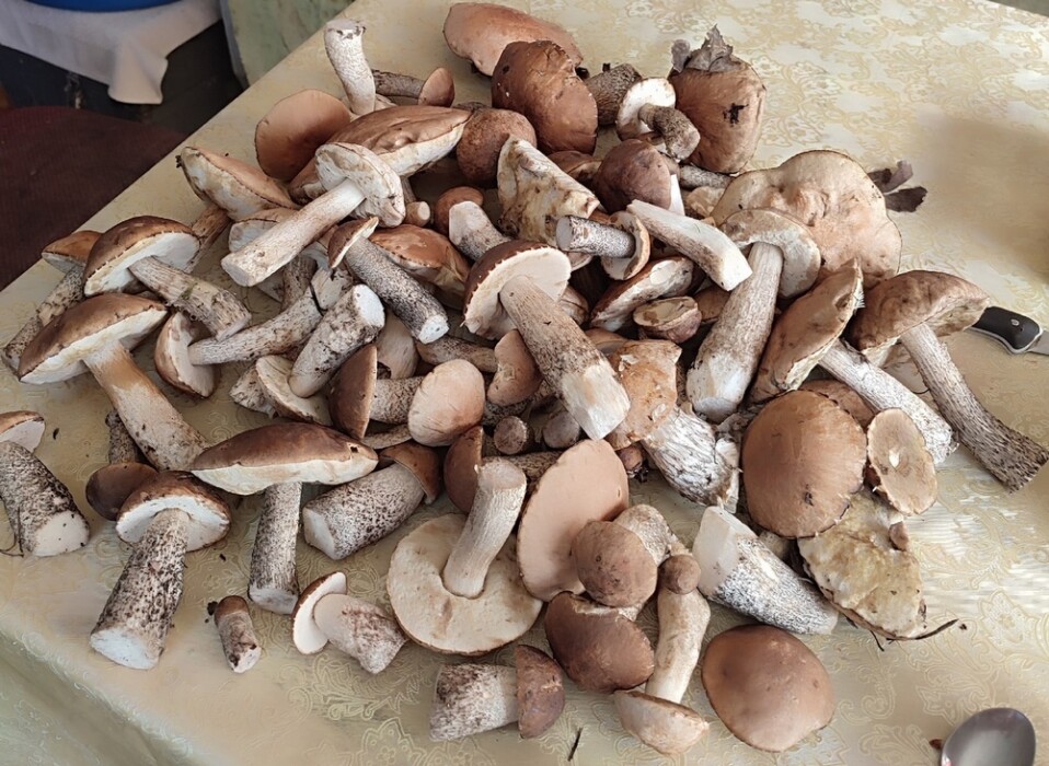 "Плантацию резанул!" — Где в Беларуси собирают по «200 белых» грибов, а где «сушь полнейшая»