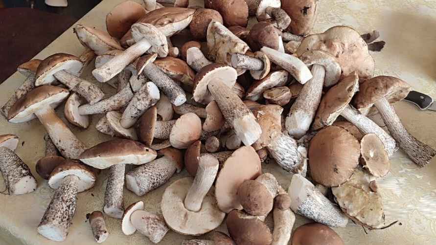 Фото: vk.com/gribnievoiskabelarus