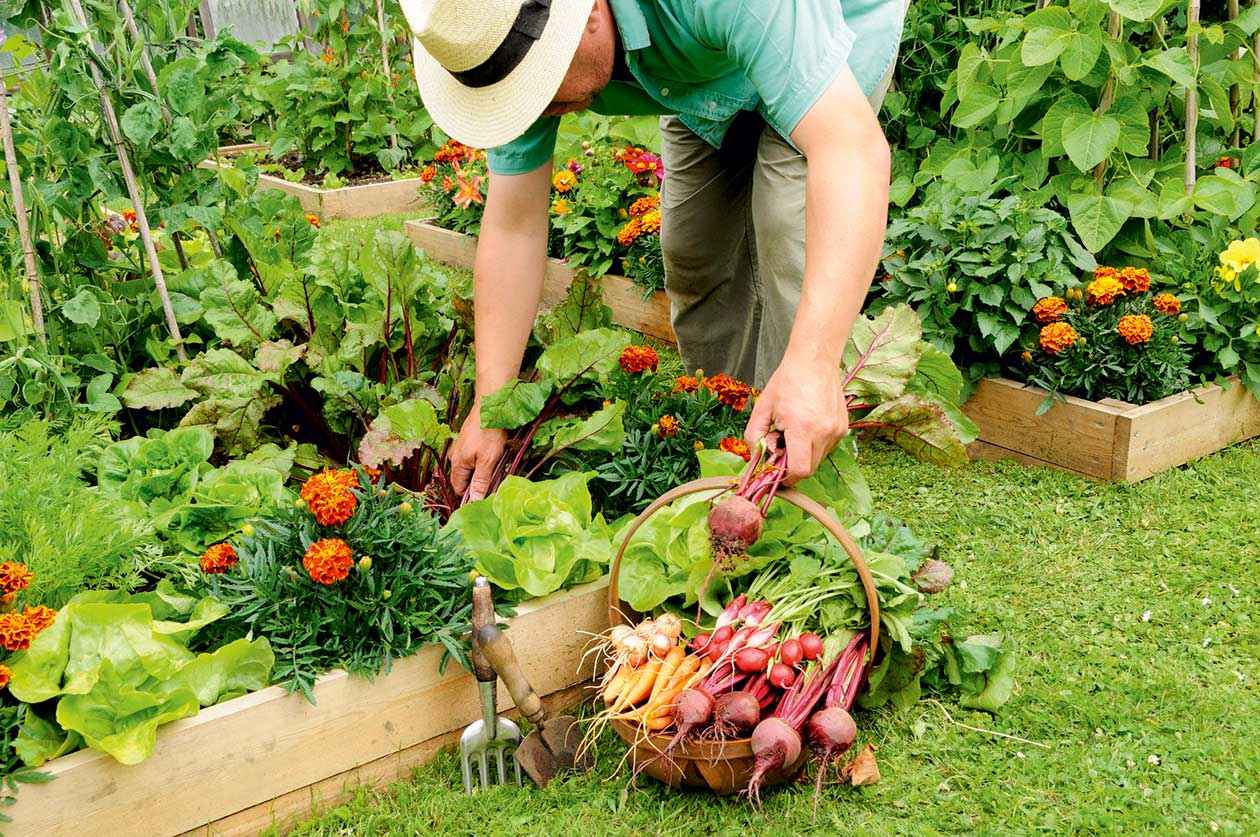 Полейте грядки этим продуктом за 2 рубля прямо сейчас. Урожаю будут завидовать все соседи