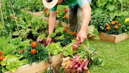 Полейте грядки этим продуктом за 2 рубля прямо сейчас. Урожаю будут завидовать все соседи