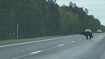 «Численность будет увеличиваться» — В НАН призвали белорусов «научиться жить рядом» с дикими животными