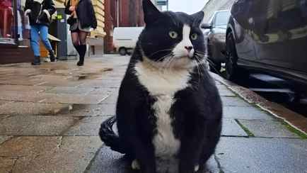 Что убивает кошек? В Польше заговорили об эпидемии H5N1 среди людей. Что нужно знать белорусам?