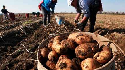 «Будем свою поставлять» — Российский губернатор объявил о нехватке картошки в Беларуси