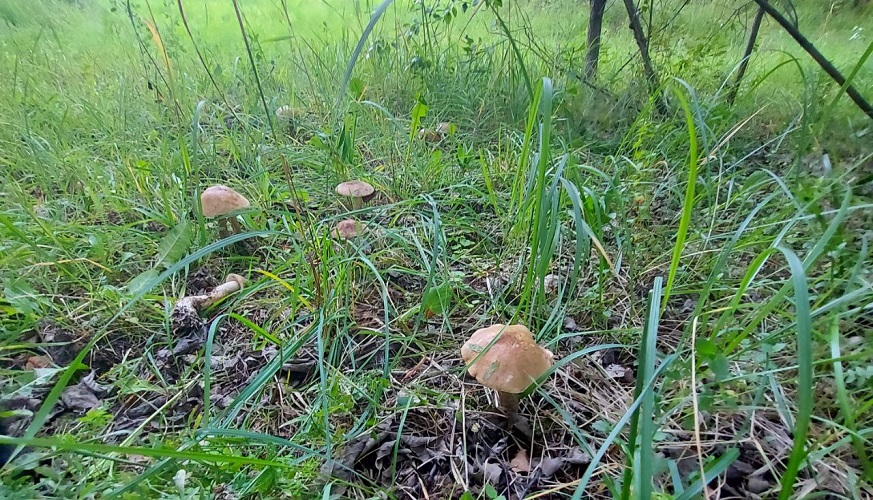 «Ребята, грибы пошли!» — Белорусы рассказали, где набрать полные корзинки после ливней