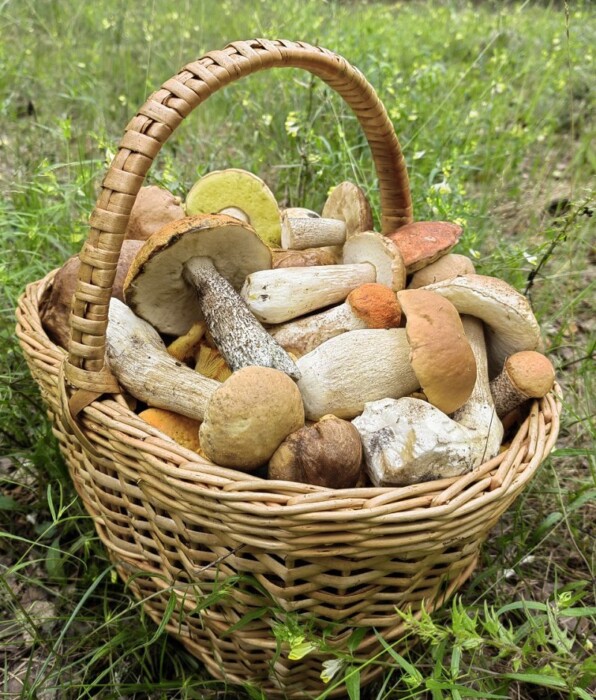 «Ребята, грибы пошли!» — Белорусы рассказали, где набрать полные корзинки после ливней