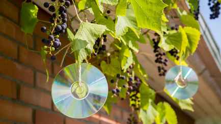 Зачем белорусам вешать CD-диски на деревья? Этот способ избавит от популярной проблемы