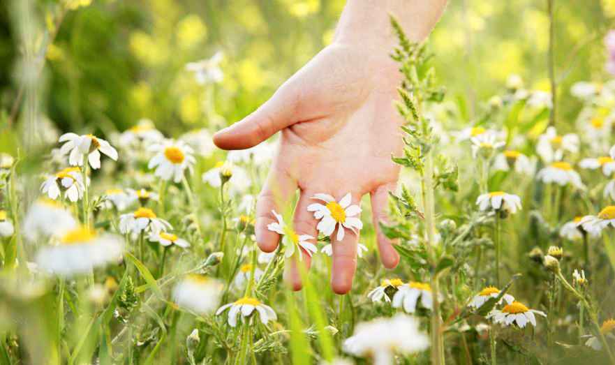 Эти полезные растения летом вредны белорусам. Как такое могло случиться?