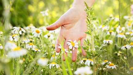 Эти полезные растения летом вредны белорусам. Как такое могло случиться?