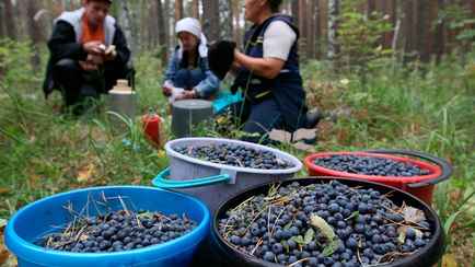 Белорус поделился способом, как за 5 минут перебрать ведро черники