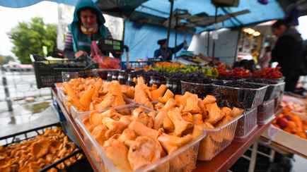 32 рубля за литр лисичек. Узнали, сколько стоят грибы и ягоды в Беларуси