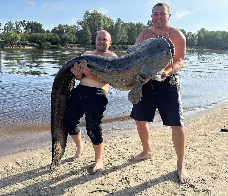 «Вес около 90 кг» — На Припяти рыбак поймал гигантского сома