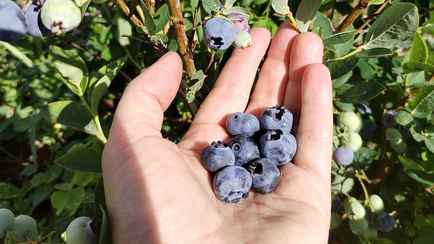 Нашли, где в Беларуси купить голубику по 5 рублей за кг. Но есть один нюанс