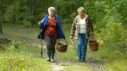 Где в Беларуси нельзя собирать грибы и ягоды? Минлесхоз обновил карту